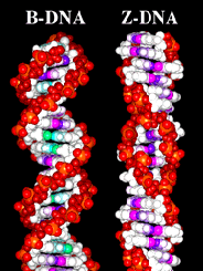 Z-DNA & B-DNA